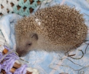 hedgehogs - pearl - 1
