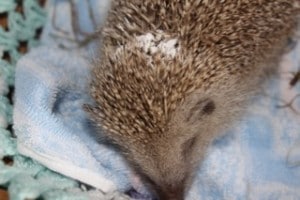 hedgehogs - pearl 7 - 1