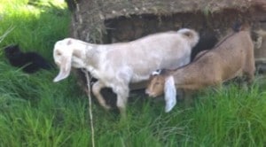 kids - karma and kizzy - 1