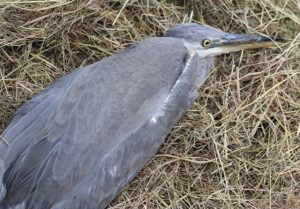 birds - heron - 1