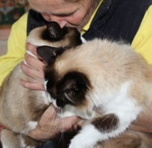 cats - snowshoes - 1