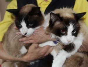 cats - snowshoes 2 - 1