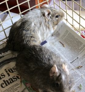 daygus - silver & pearl - 1