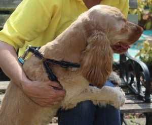 dogs - finley spaniel 2 - 1