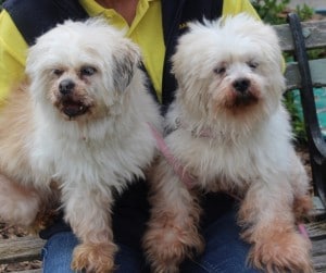 dogs - lil & frank - 1