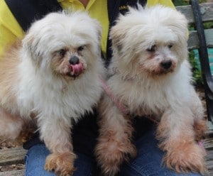 dogs - lil & frank 3 - 1