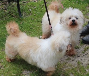 dogs - lil & frank 5 - 1