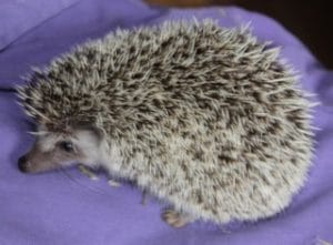 hedgehog - african - 1