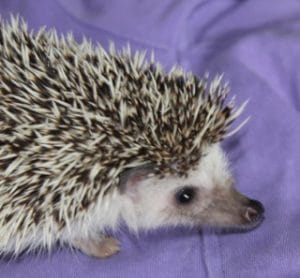 hedgehog - african 2 - 1