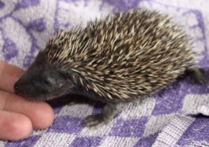 hedgehog - hoglet 3 - 1