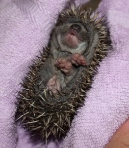 hedgehogs - baby - 1