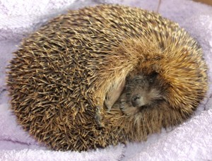 hedgehogs - sleepy - 1