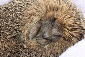 hedgehogs - sleepy 2 - 1 (1)