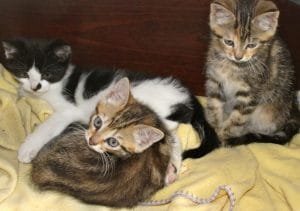 kittens - farm tabbies