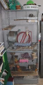 preloved - degus 1 - 1