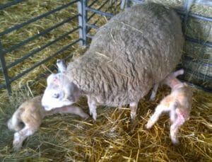 sheep - new borns - 1