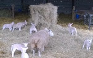 sheep - new borns 5 - 1