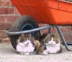 cats - dennis & dimity - 1