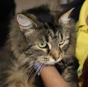 cats - stray tabby - 1 (1)