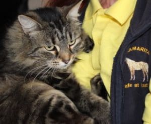 cats - stray tabby 2 - 1