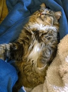 cats - tallulah sleeping - 1