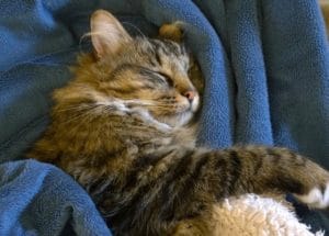 cats - tallulah sleeping 2 - 1