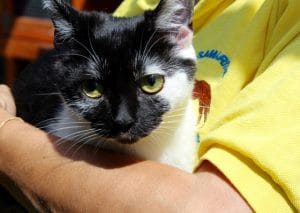 cats - trixie 7 - 1 (1)