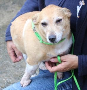 dogs - fat sandy 2 - 1