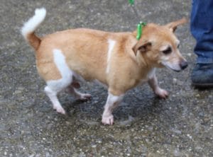 dogs - fat sandy 3 - 1