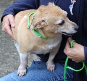 dogs - fat sandy 4 - 1