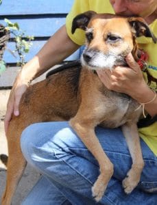 dogs - little suzi 10 - 1