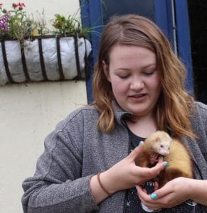 ferrets - rolo 2 - 1