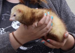 ferrets - rolo 3 - 1 (1)