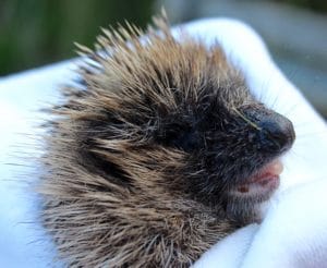 hedgehogs - casualty 1 - 1