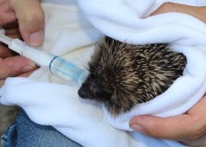 hedgehogs - casualty 3 - 1