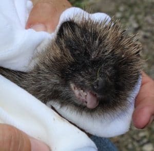 hedgehogs - casualty 5 - 1