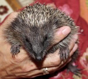 hedgehogs - solo 11 - 1