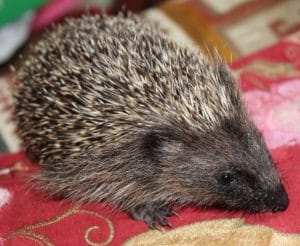 hedgehogs - solo 12 - 1