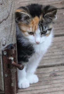 kittens - calico girls - 1