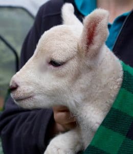 lambs - lucinda 2 - 1