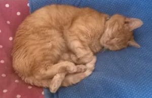 lost pet - tig ginger female - 1