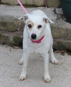 dogs - daisy cameron 2 - 1