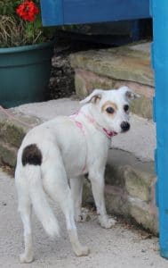 dogs - daisy cameron 7 - 1