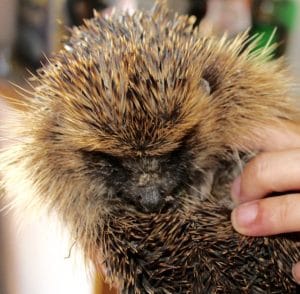 hedgehog - adult girl - 1