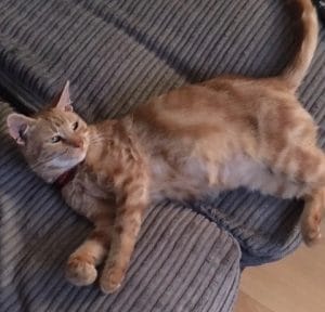 kittens - jasper happy ending - 1