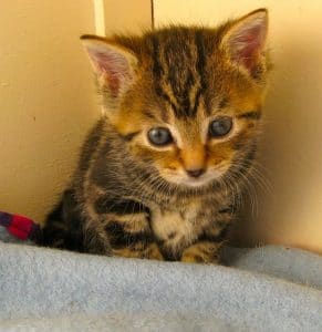 kittens - yum yums 5