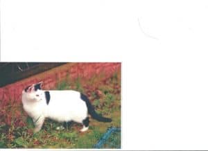 lost pets - cat sully - 1