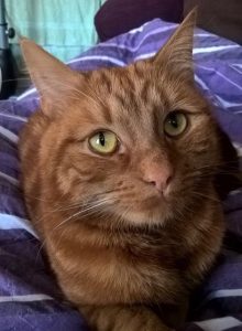 lost pets -  ginger cat - 1
