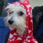 Cristo safe thanks to Lifetime Pet Care