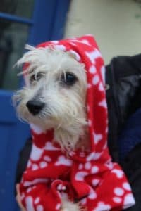 dogs-cristo-in-fleece